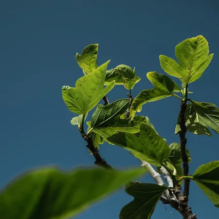 Binissaida Boutique Ξενοδοχείο 4*