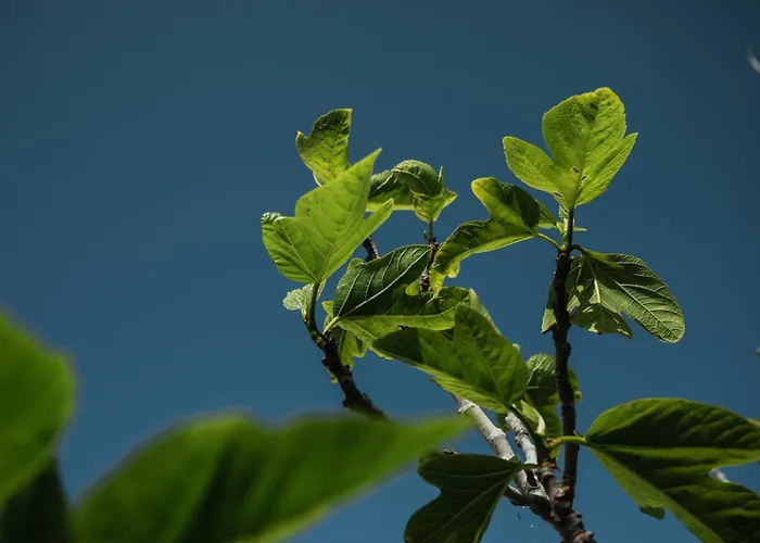 Binissaida Boutique Hotel 4*